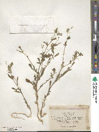 Gilia divaricata image