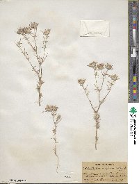 Gilia diffusa image