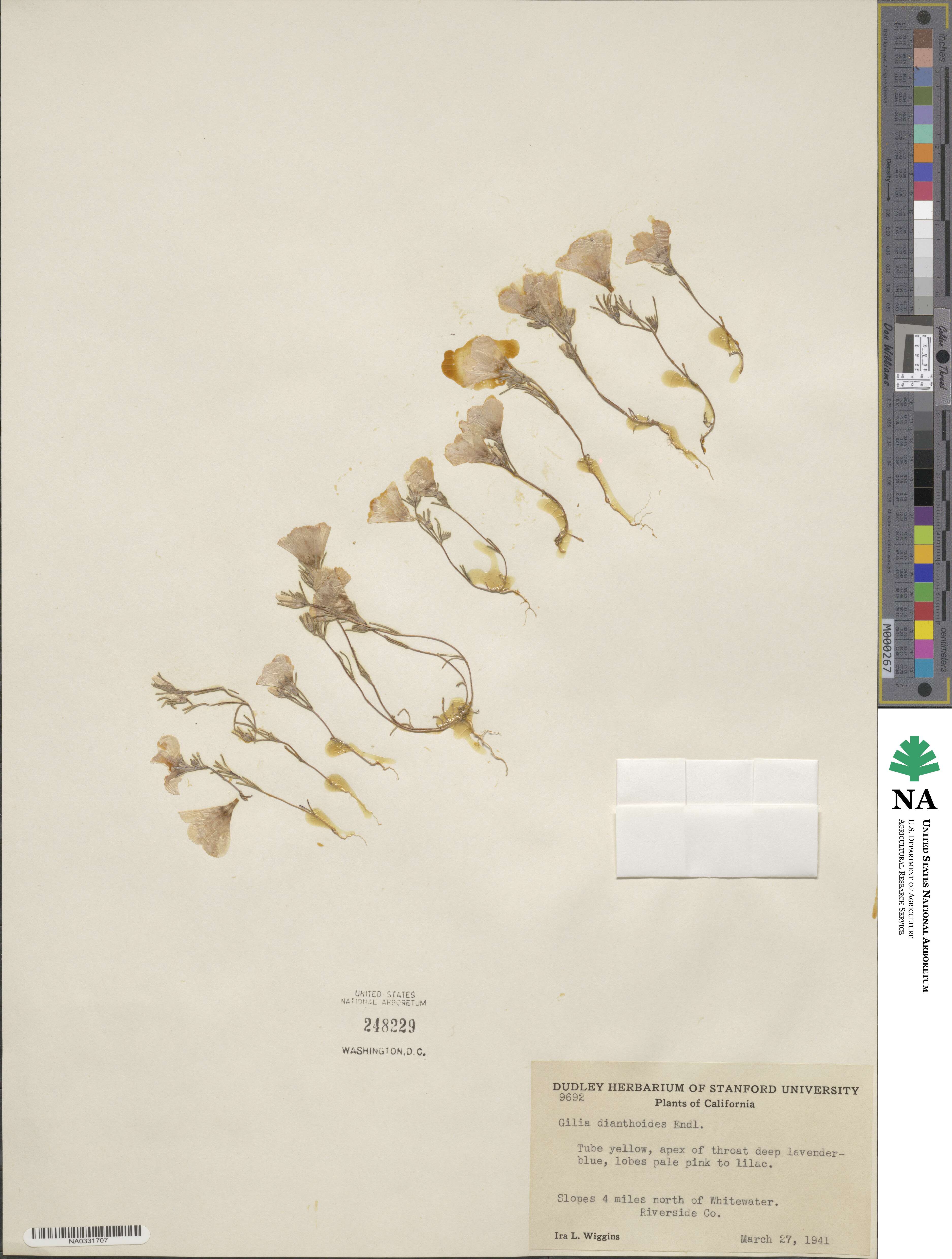 Linanthus dianthiflorus image