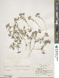 Loeseliastrum depressum image