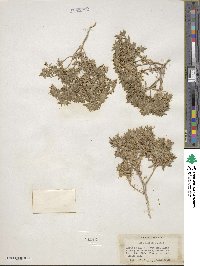 Loeseliastrum depressum image