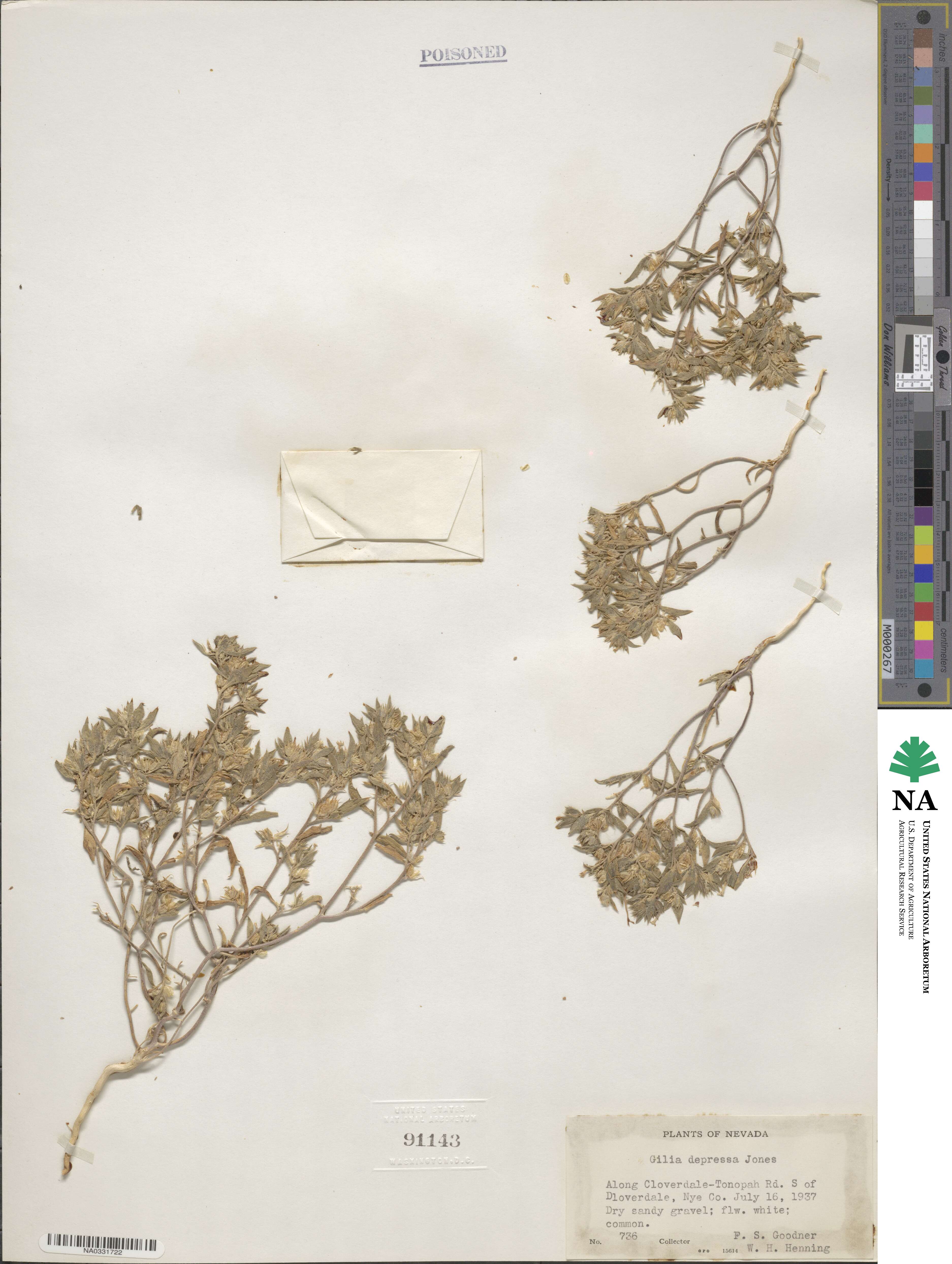 Loeseliastrum depressum image