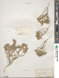 Loeseliastrum depressum image