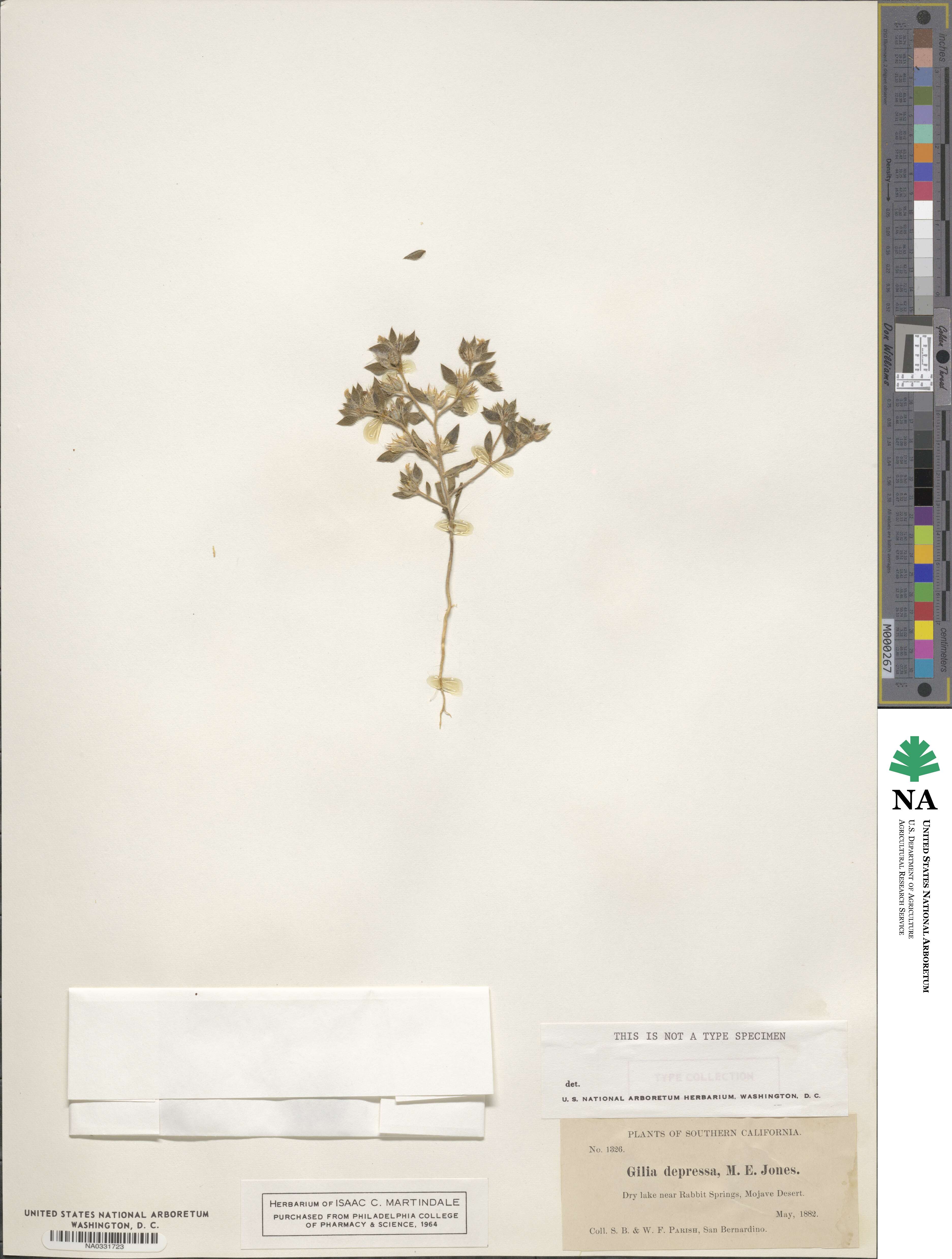 Loeseliastrum depressum image