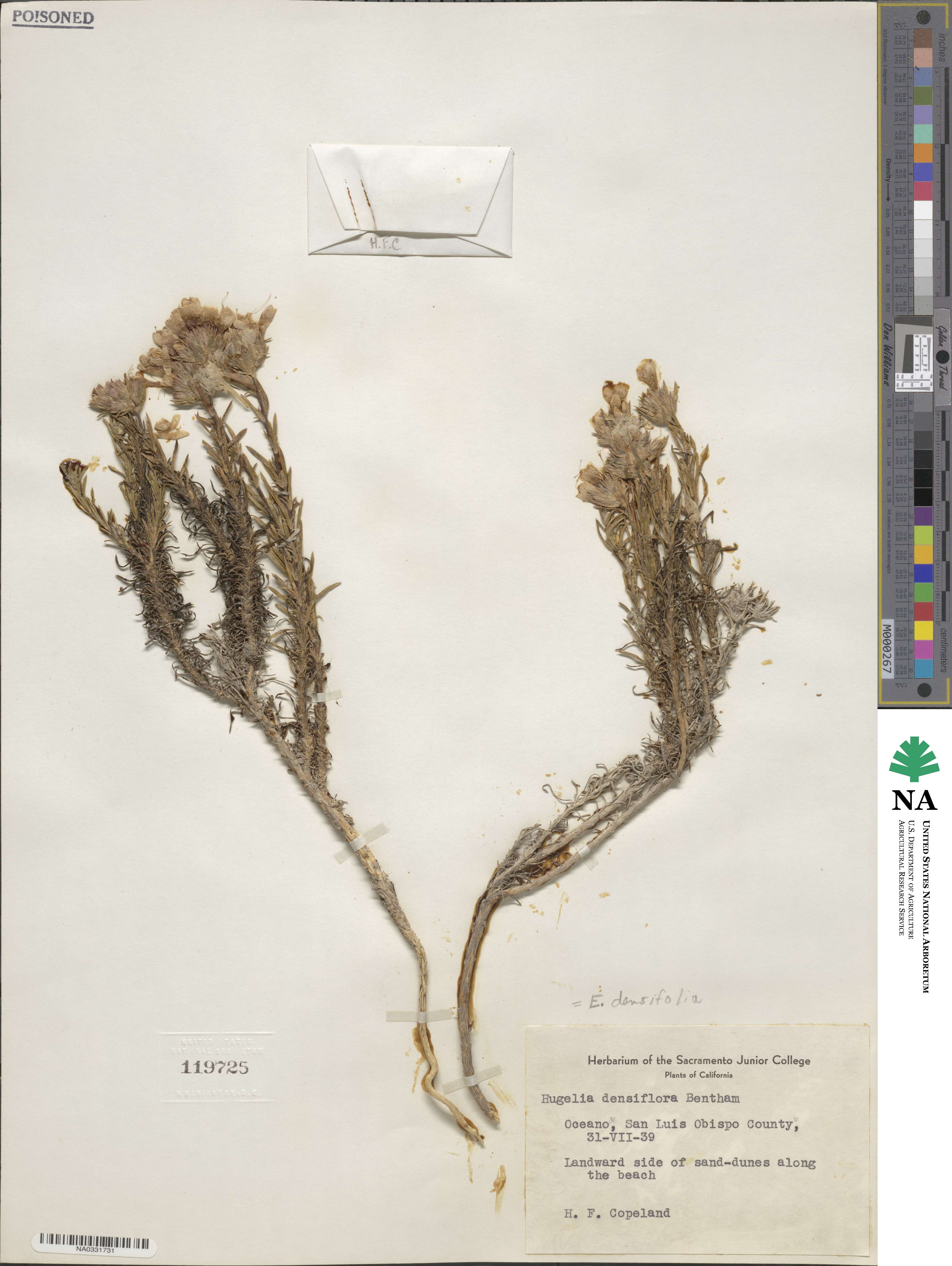 Eriastrum densifolium subsp. densifolium image