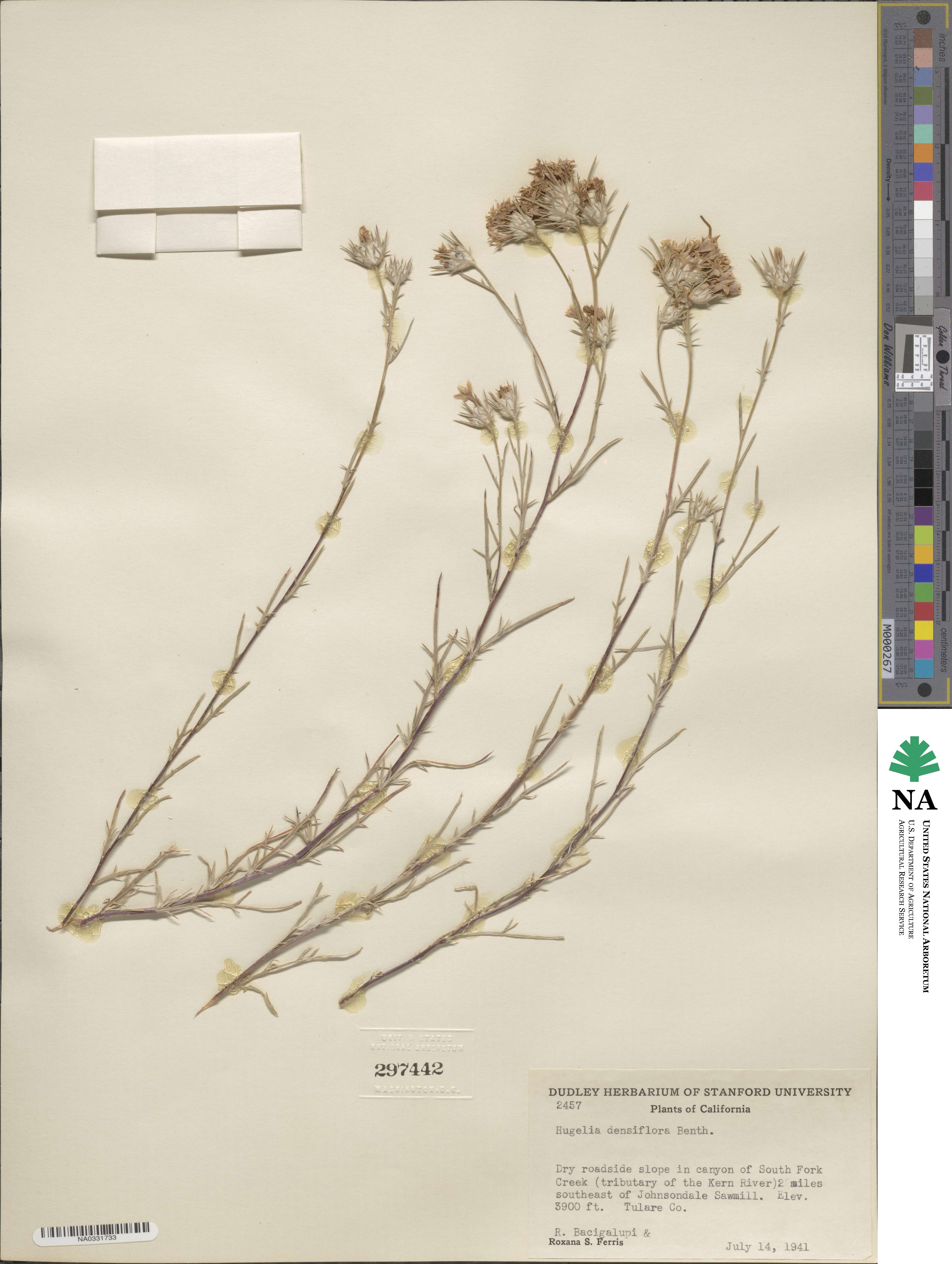 Eriastrum densifolium subsp. densifolium image