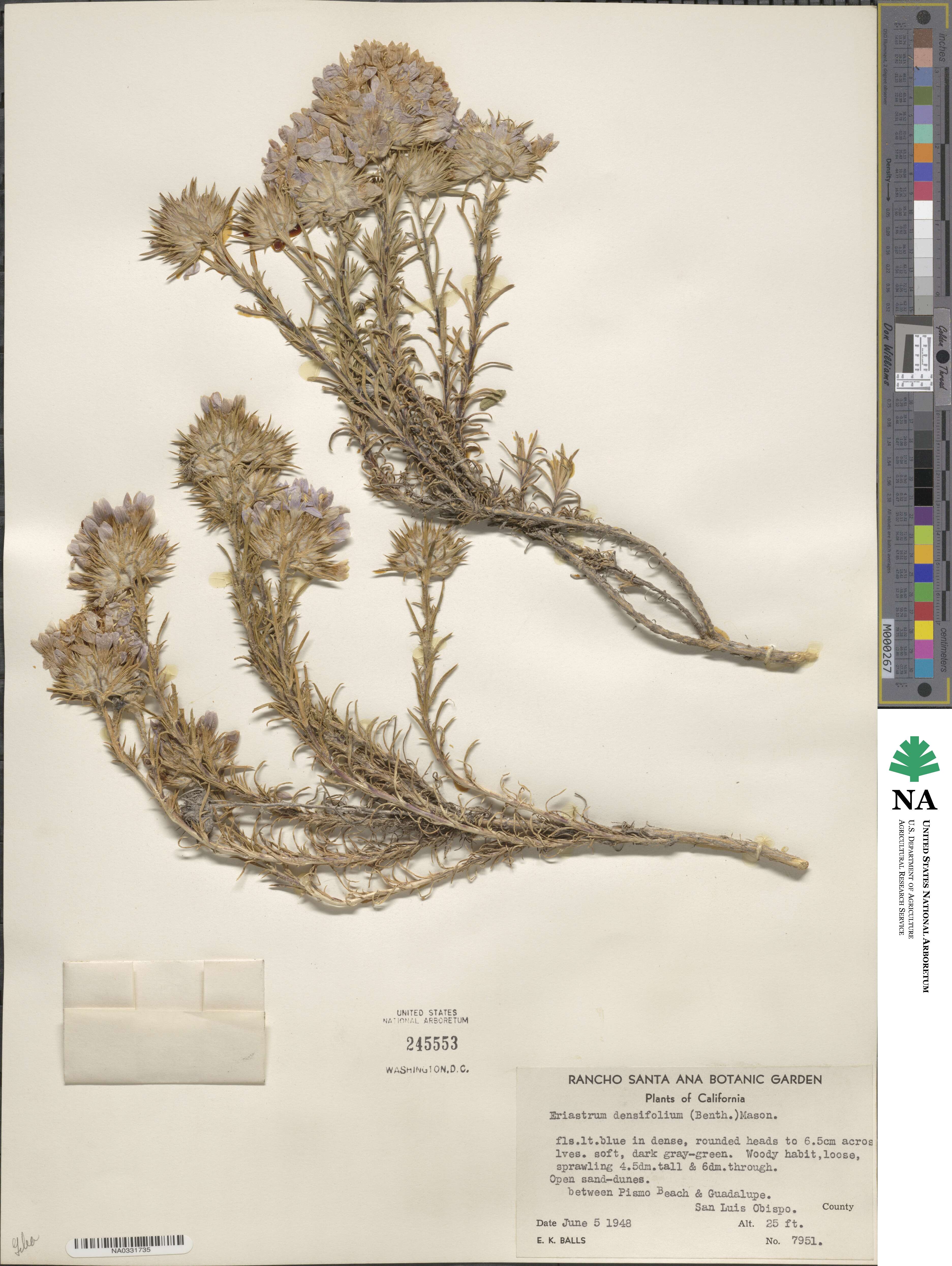 Eriastrum densifolium image
