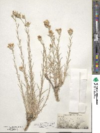 Eriastrum densifolium subsp. densifolium image