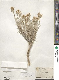 Eriastrum densifolium image