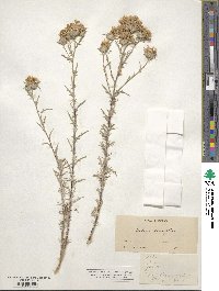 Eriastrum densifolium subsp. densifolium image