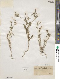 Allophyllum gilioides image