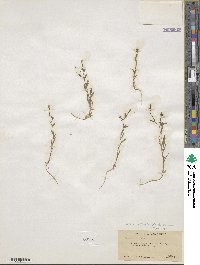 Allophyllum gilioides subsp. gilioides image