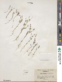 Allophyllum gilioides image