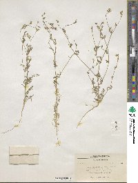 Allophyllum gilioides image