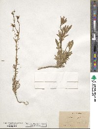 Allophyllum gilioides subsp. gilioides image