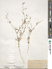 Allophyllum gilioides subsp. gilioides image