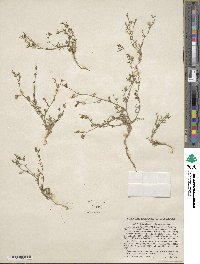 Allophyllum gilioides image