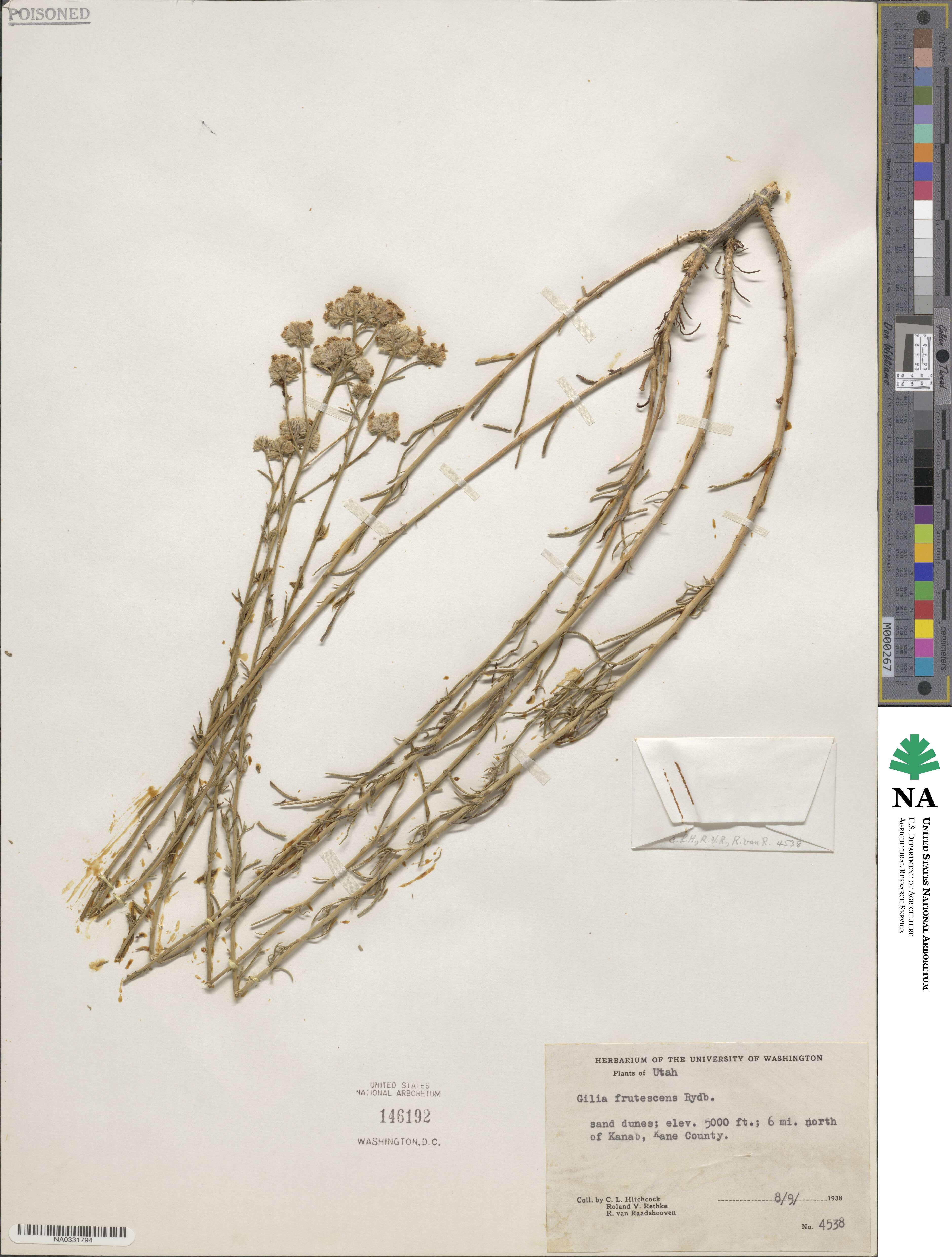 Ipomopsis congesta subsp. frutescens image