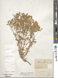 Leptosiphon floribundum subsp. floribundum image