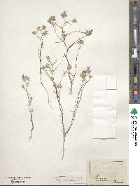 Eriastrum luteum image