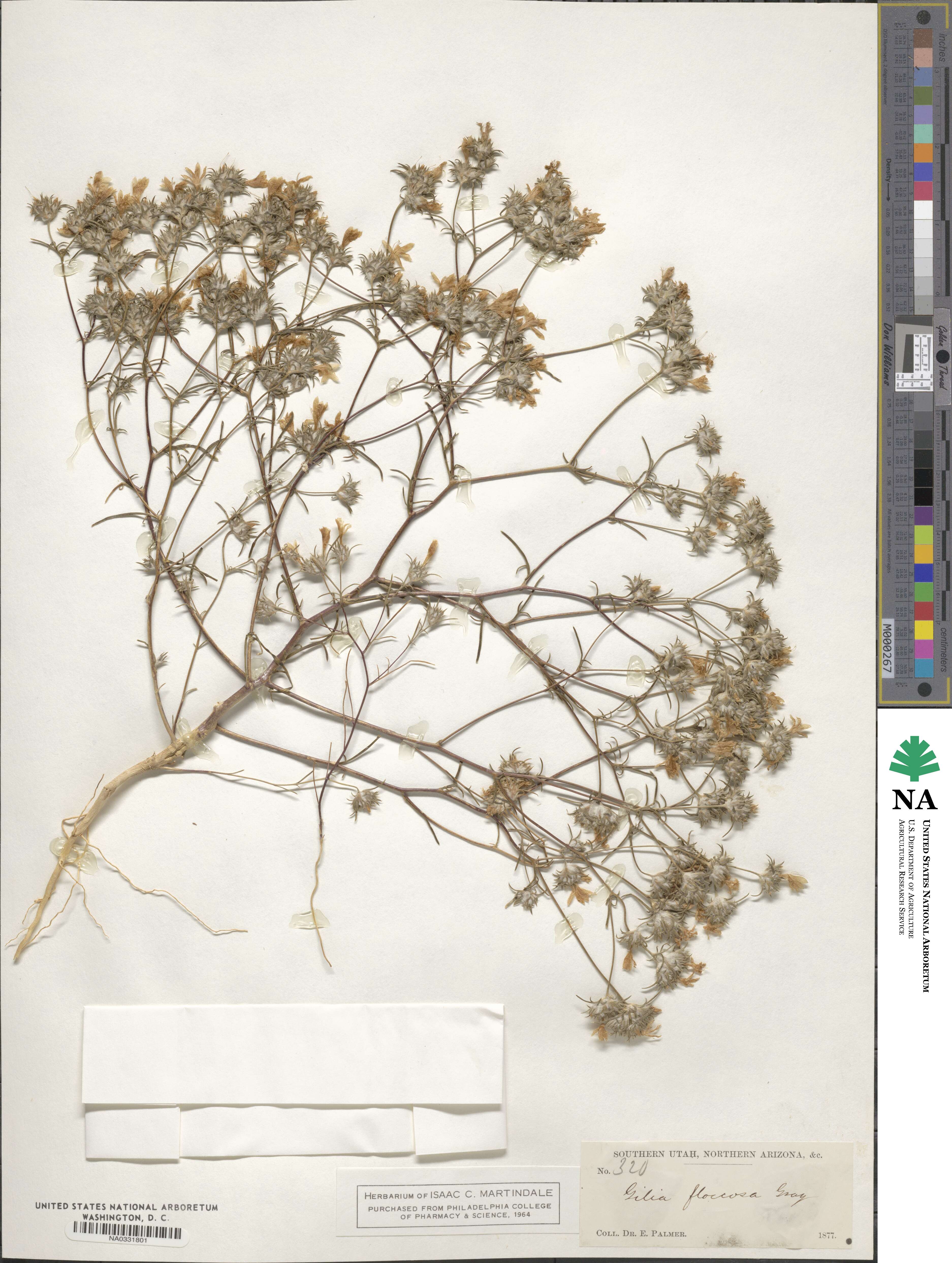 Eriastrum luteum image