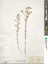 Eriastrum luteum image