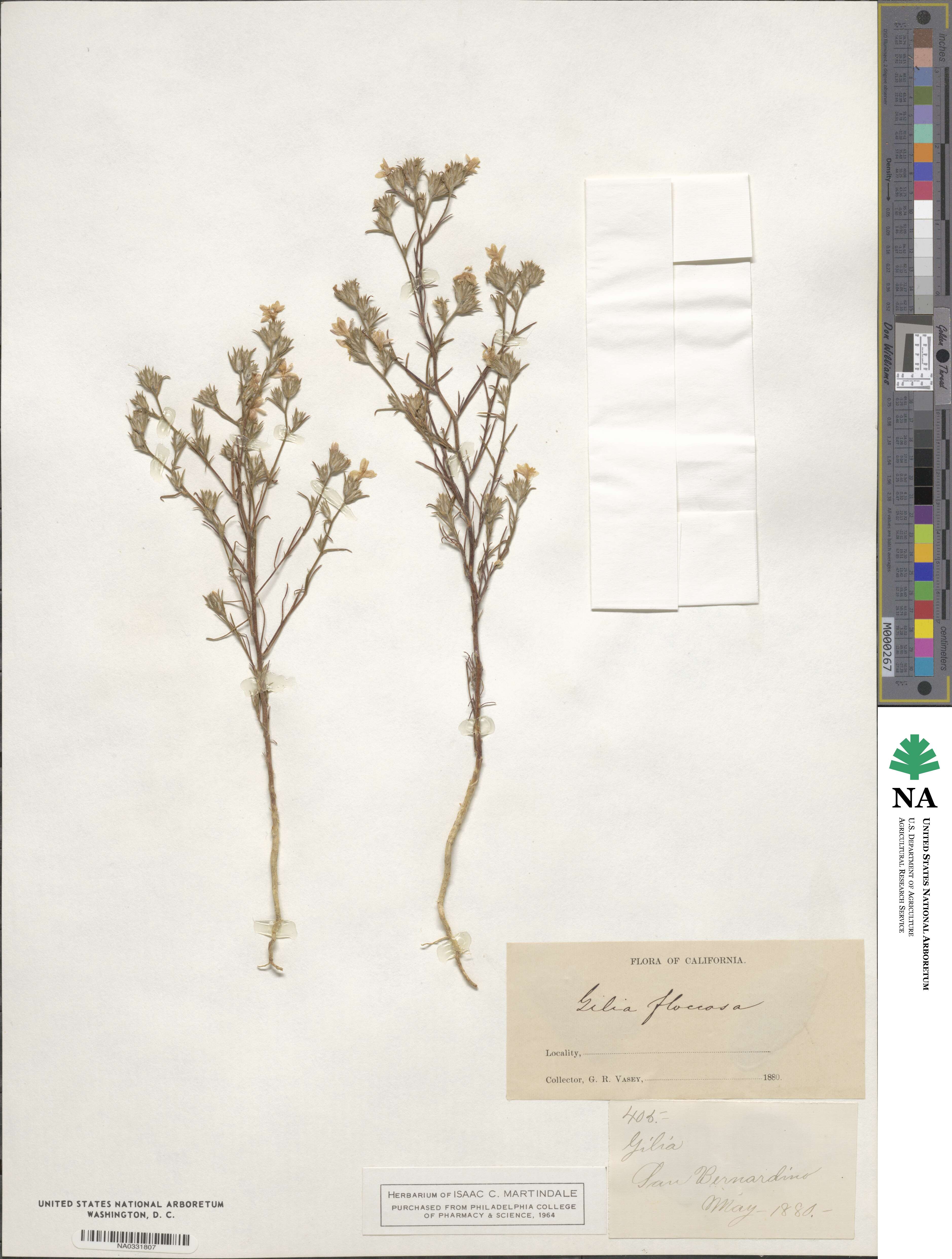Eriastrum luteum image