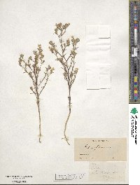 Eriastrum luteum image