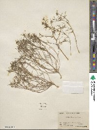 Eriastrum luteum image