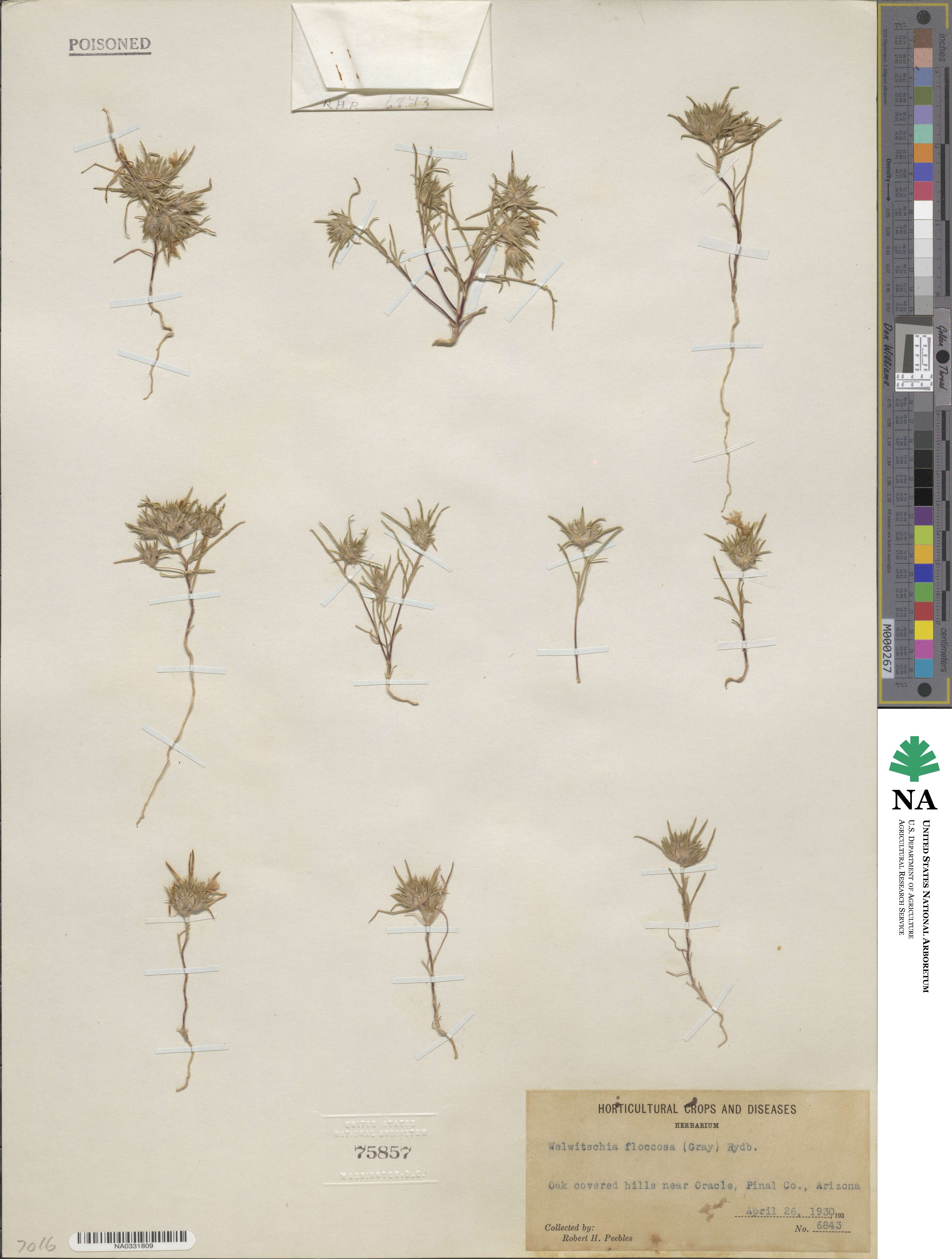 Eriastrum luteum image