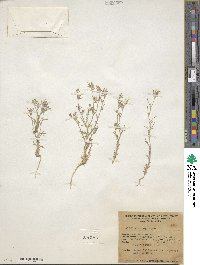 Eriastrum luteum image