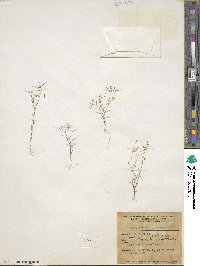 Linanthus filiformis image