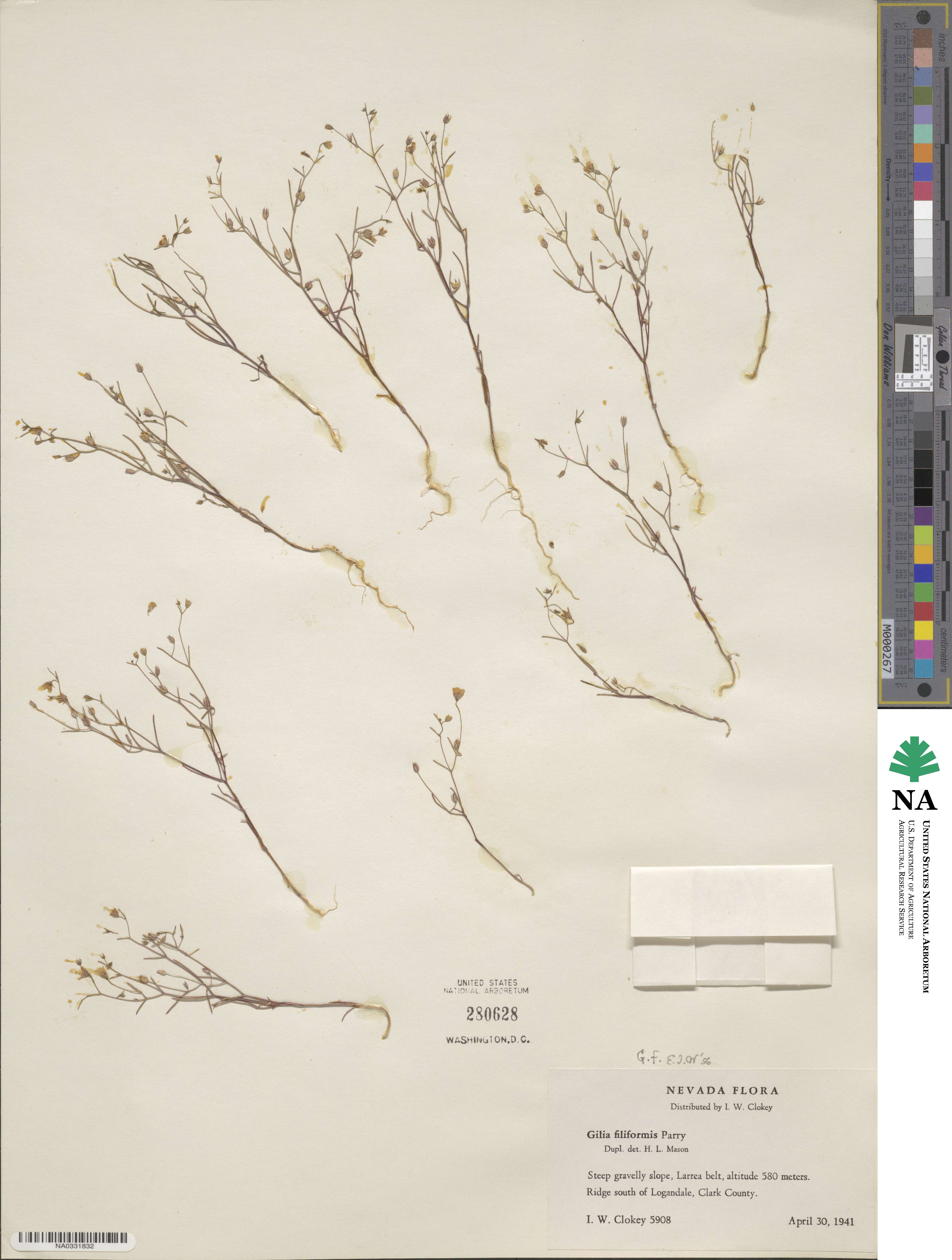 Linanthus filiformis image
