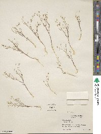 Linanthus filiformis image