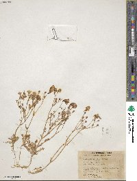 Gilia ochroleuca subsp. exilis image