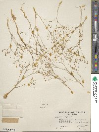 Gilia ochroleuca subsp. exilis image