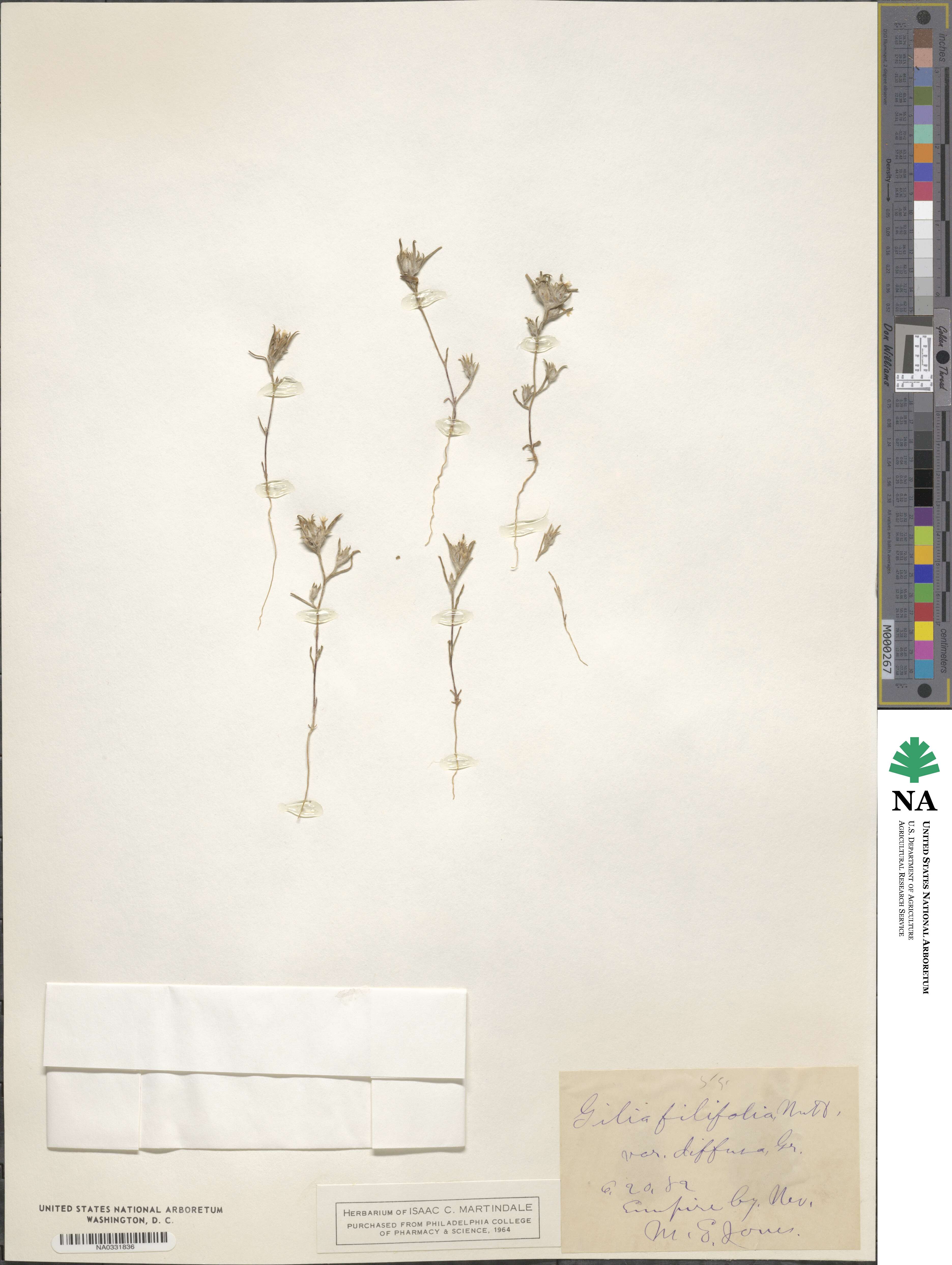 Eriastrum diffusum subsp. diffusum image