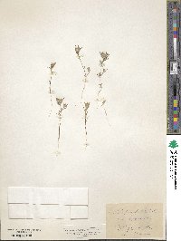 Eriastrum diffusum image