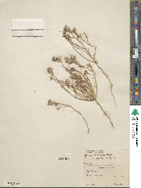 Eriastrum diffusum subsp. diffusum image