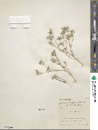 Eriastrum diffusum image