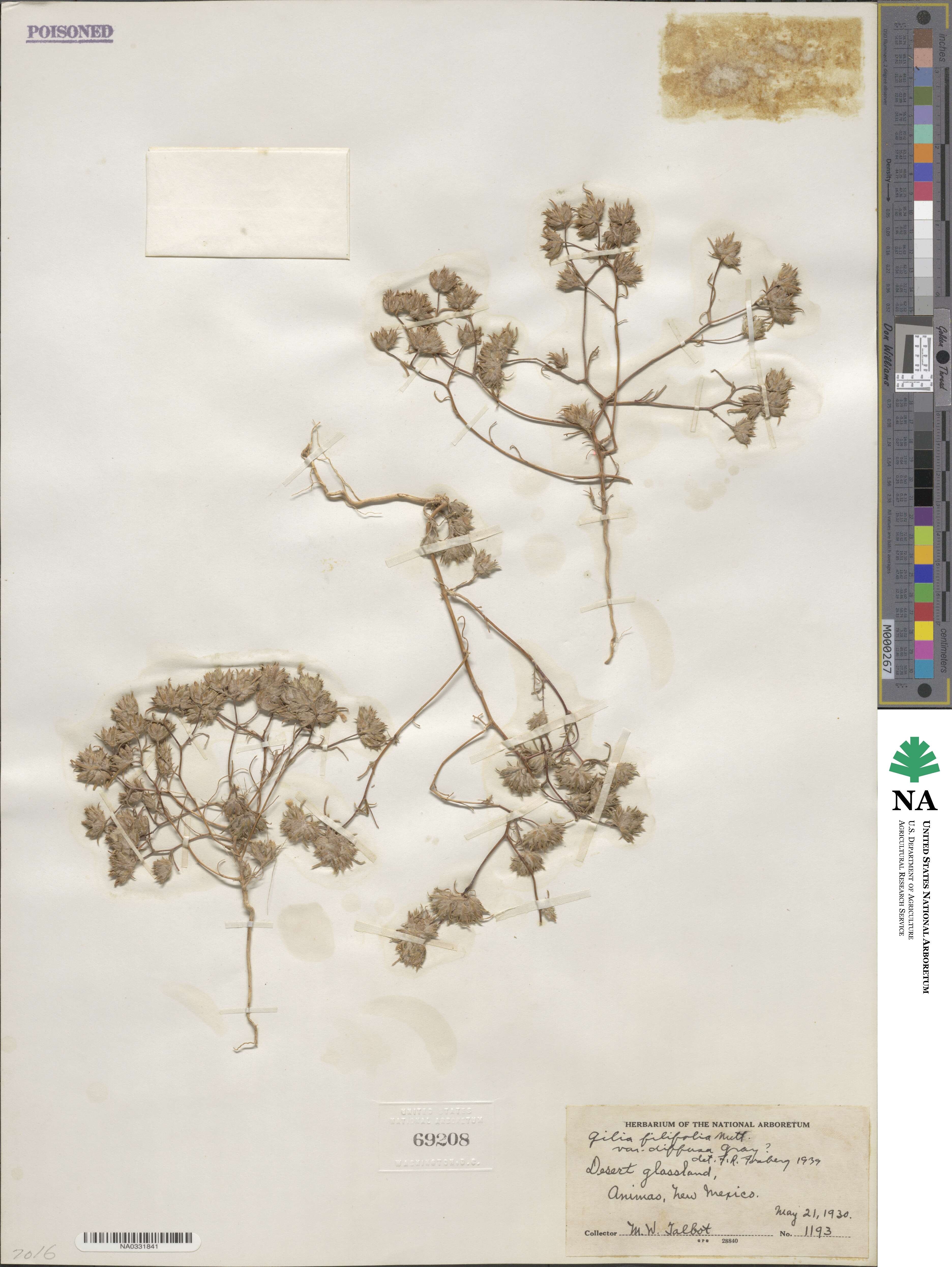 Eriastrum diffusum subsp. diffusum image