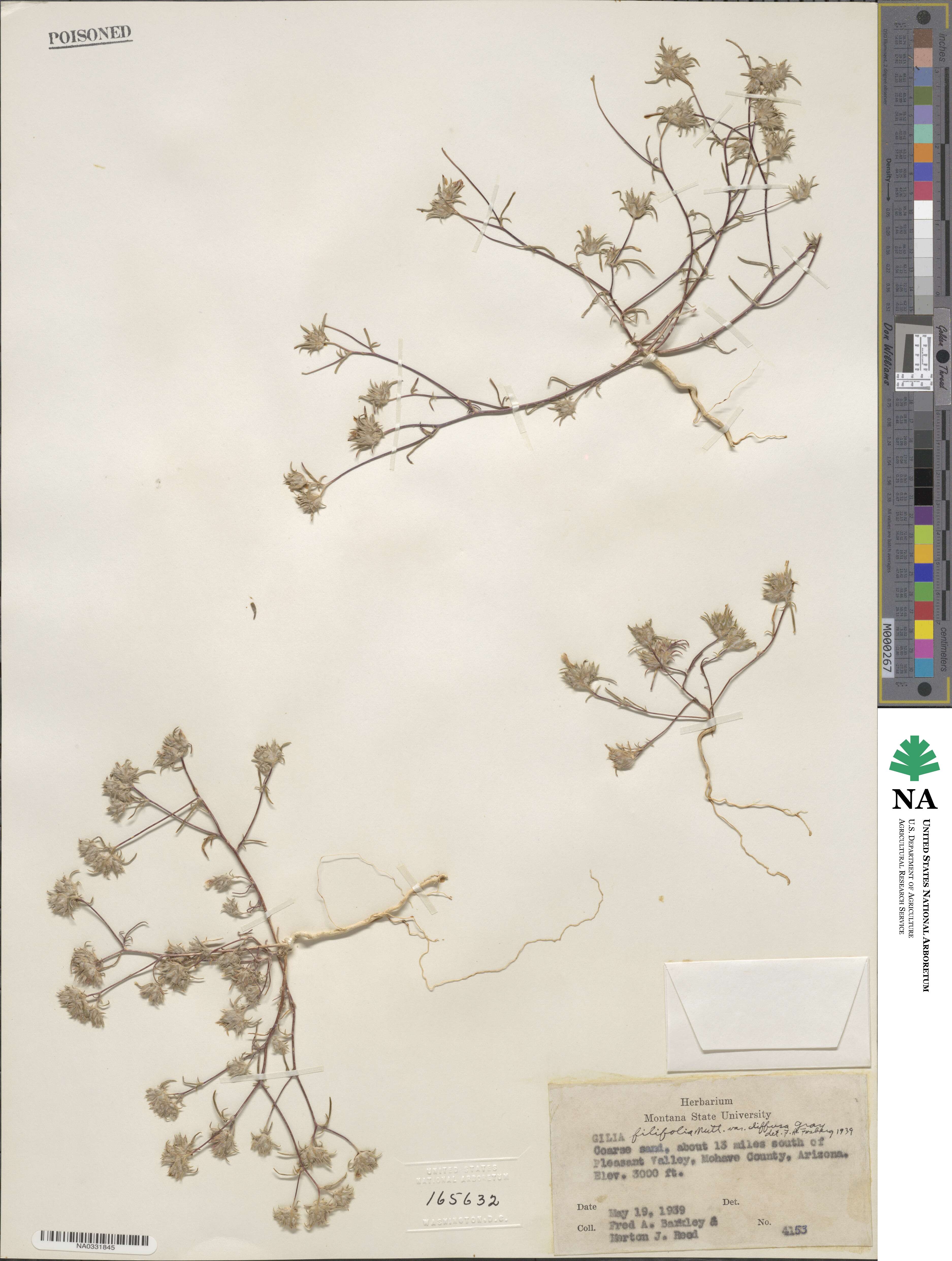 Eriastrum diffusum image