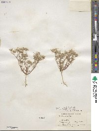 Eriastrum diffusum image