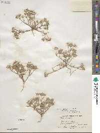 Eriastrum diffusum image