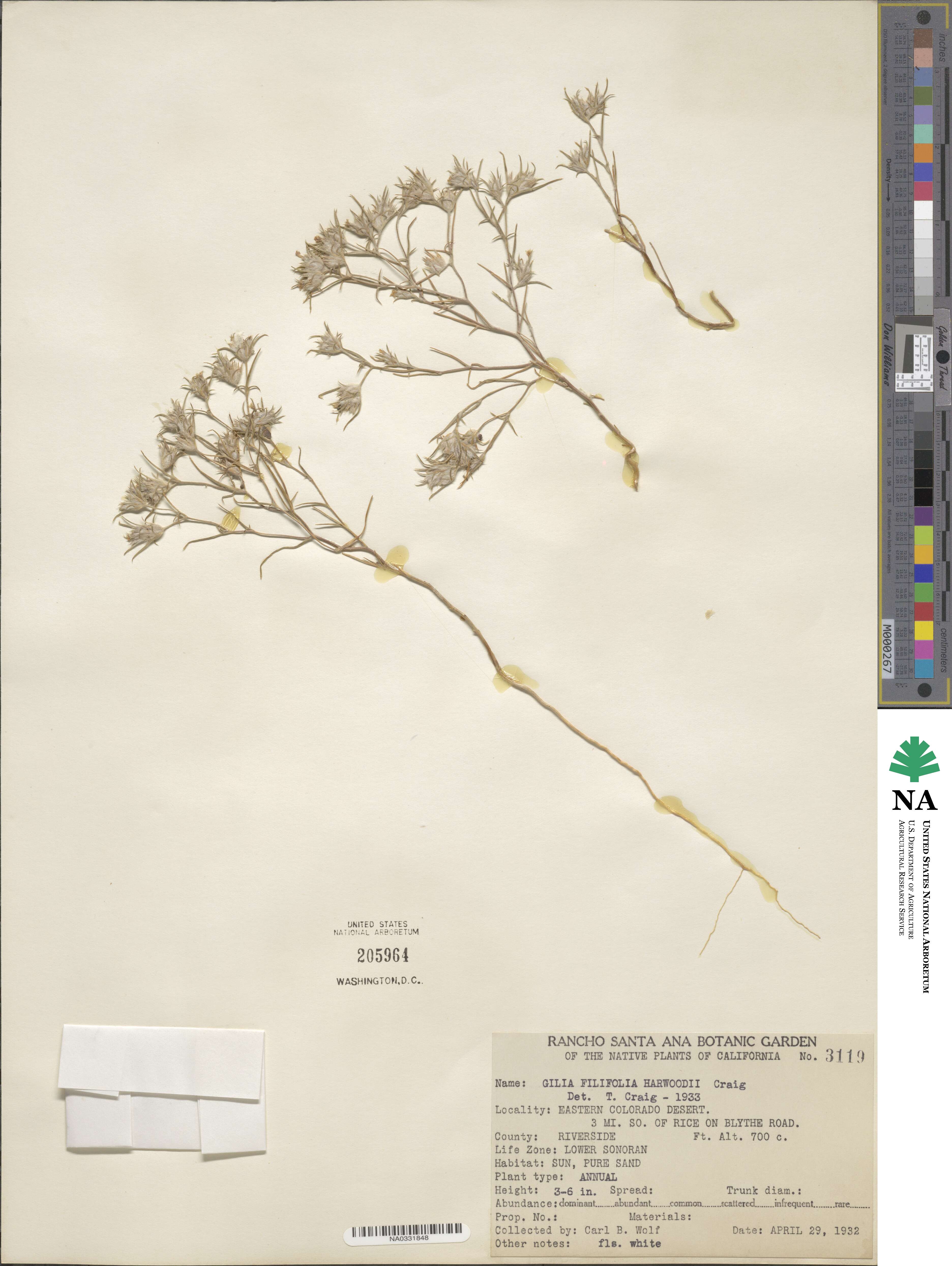 Eriastrum diffusum subsp. diffusum image