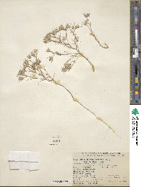 Eriastrum diffusum subsp. diffusum image