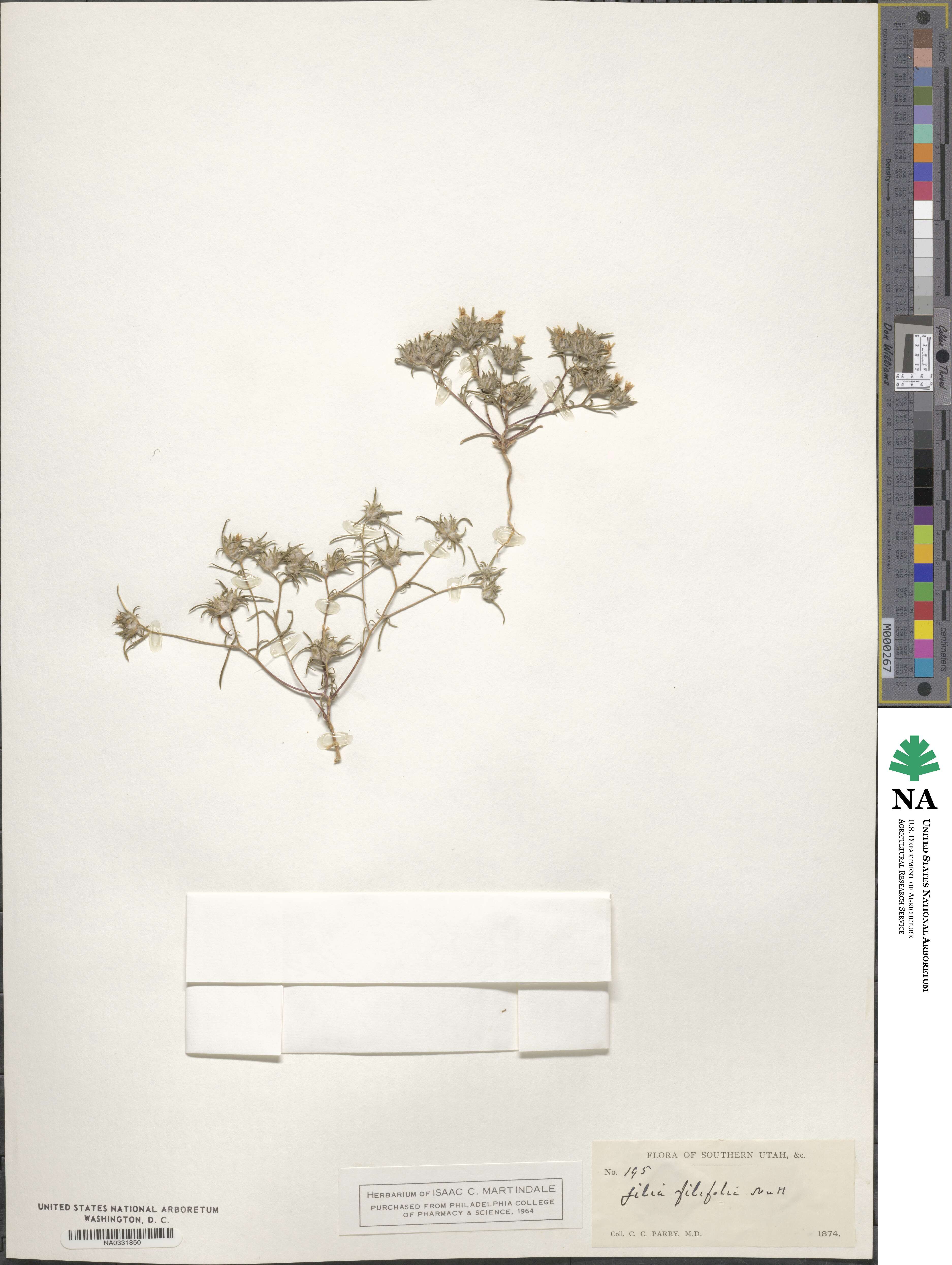 Eriastrum filifolium image