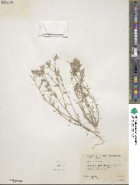 Eriastrum filifolium image