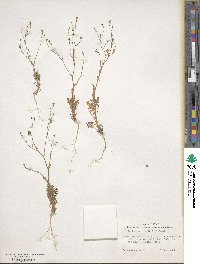 Gilia inconspicua image