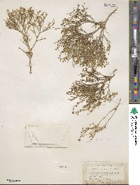 Aliciella hutchinsifolia image